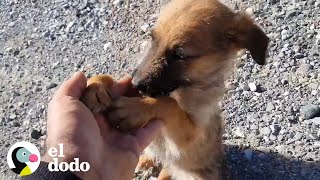 Cachorro abandonado en el medio de la nada es rescatado por un extraño I El Dodo [upl. by Rudy]