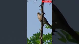 Reed Warbler Bird  Reed Warbler Bird Singing  Planet N Nature shorts [upl. by Acinhoj]