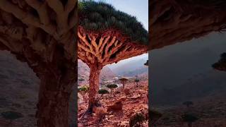 socotra island sciencefacts island shorts [upl. by Aicekan71]