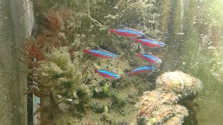 【世界最小ナマズ】ハラ ジェルドニー（ハラハラキャット）・カージナルテトラ【Hara jerdoni・Cardinal Tetra】Aquarium [upl. by Accalia95]