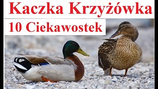 Kaczka Krzyżówka  10 Ciekawostek [upl. by Jens]