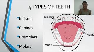 Dentition Types Of Teeth [upl. by Allain]