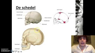 Stevigheid en beweging  Het skelet van de mens [upl. by Einnalem]