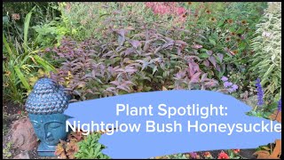 Nightglow Bush Honeysuckle  Plant Spotlight 🌿 [upl. by Curtis]