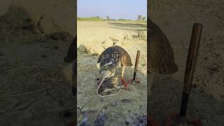 Sparrowhawk Hunting Quail birds pets nature shorts [upl. by Tiff755]