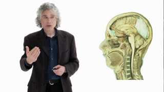 Steven Pinker Linguistics as a Window to Understanding the Brain  Big Think [upl. by Kemble]