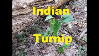 Identifying Wild Plants Jackinthepulpit Indian Turnip [upl. by Otsirc]