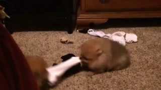 Pomeranian puppies play tug of war Single sock solutions [upl. by Duston]