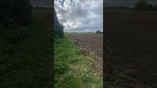 hundetraining schleppe niederwild ausbildung training spaßmithund jagdhund jagd gutezeit [upl. by Sell]