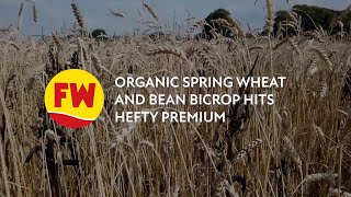 Harvest 24 Organic spring wheat and bean bicrop hits hefty premium [upl. by Draper]