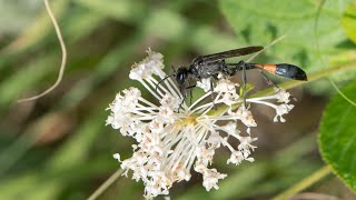 An Ammophila Female Provisions Her Nest With a Caterpillar [upl. by Mook]