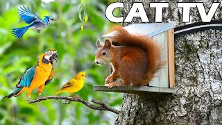 CAT AND DOG TV 😸🐶 Squirrel And Bird Video For Cat To Entertain 🐿🦜 Bird Sounds Relax Your Cat CAT TV [upl. by Zulema670]