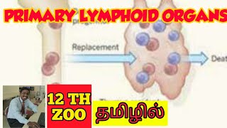 PRIMARY LYMPHOID ORGANS  TAMIL  IMMUNOLOGY  STD 12  PGTRB [upl. by Griff53]