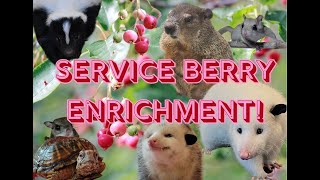 Service Berry Enrichment [upl. by Aibonez]