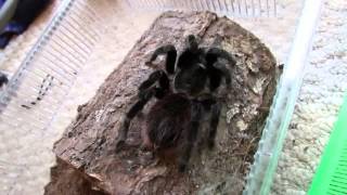 Sad Tarantula Death And Feeding Video Part 1 [upl. by Drabeck]