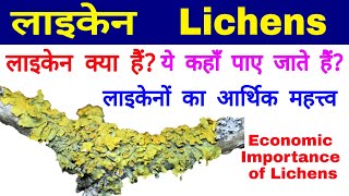 लाइकेन Lichens  लाइकेनों का आर्थिक महत्त्व Economic Importance of Lichens  Lichens Habitat [upl. by Nojid103]