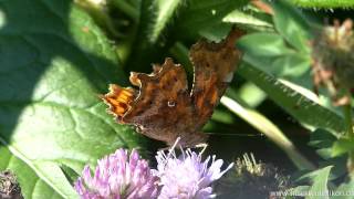 C Falter Polygonia calbum [upl. by Reeva]