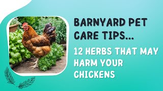 12 Herbs NOT to Feed Your Chickens [upl. by Barthel]