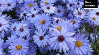 Blue Asters Flowers Beautiful Pictures Romance [upl. by Bauer]