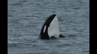 Witness Natures Wonders Whale Yacht Cruise [upl. by Erehs636]