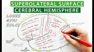 Superolateral surface of cerebral hemisphere  Lobes sulci gyri  Neuroanatomy [upl. by Aicelav]