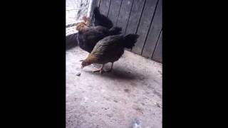 My Brown Leghorn Chickens [upl. by Lalib563]