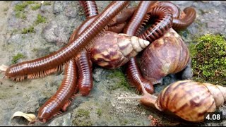 Red sanilsStriped snailsWatermelon snailsyellow snailsspider snails  Catch colorful snails [upl. by Ahsiri383]