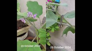 Plant BrinjalBrinal PlantBrinjal Flowers Purple Flowers Green Plant Home PlantRelaxing [upl. by Oivaf845]