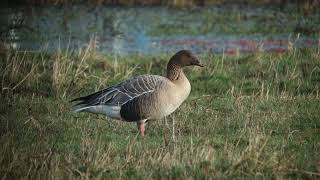 Pink footed Goose Kleine rietgans Munnikenpolder The Netherlands Luuk Punt 240210 2 [upl. by Marr]