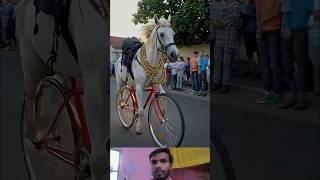 Ghoada Animal in Circles punjabisong dance punjabi newsong trending [upl. by Airtal507]