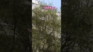 Usirikaya Chettu  Amla Tree  Dr mathana Satyanarayana garu  Shorts  YouTube  Reel [upl. by Fisken]