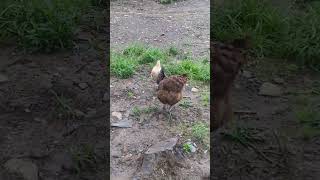 Macaroni and Meatpie Our chickens [upl. by Eille33]