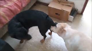 ζ Rottweiler In Heat  Cream Labrador Courting [upl. by Onaled]