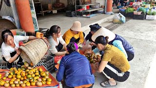 Harvest the Tangerine Garden bring it to the market to sell and clean the house [upl. by Nylla]