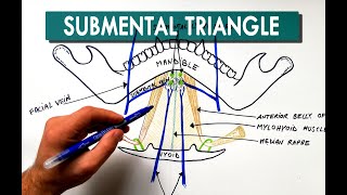 Submental Triangle  Boundaries amp Contents  Anatomy Tutorial [upl. by Aynotal]