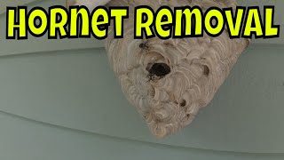 Hornet Nest Removal hornetremoval hornets marksbeebizz [upl. by Ybroc]