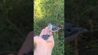 How To HandFeed WhiteBreasted Nuthatches [upl. by Marilee]