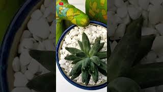 Pequeña Joya  Little Jewel Succulent  Pachyphytum compactum shorts succulent suculentas [upl. by Anuala]