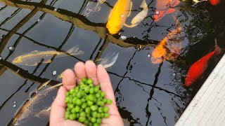 Peas Koi Are Jumping Out Water [upl. by Pool870]