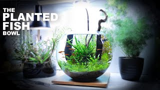 The Planted Fish Bowl 3 Gallon Aquascape Tutorial w Chili Rasbora [upl. by Cristionna]