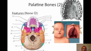 Facial Bones Video [upl. by Renba347]