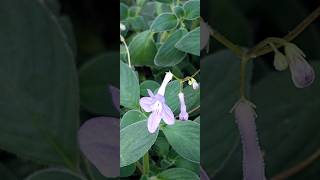 Streptocarpus saxorum [upl. by Baiel]