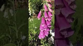 cottagegarden foxgloves🐝 [upl. by Evvy]