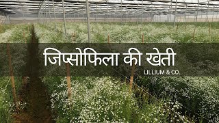 जिप्सोफीला की खेती  Farming lf Gypsophila  पॉलिहाउस मे खेती  Farming in Polyhouse [upl. by Nilyahs804]