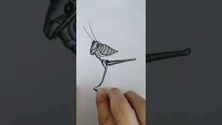 Simply draw a grasshopper learnto draw with Douyin youtubeshorts shorts shortsfeed art foryou [upl. by Lenoel]