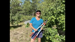 How and Why to Prune Your Fruit Trees in Summer [upl. by Neukam]