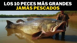 Los 10 Peces Más Grandes Jamás Pescado [upl. by Akeirahs]