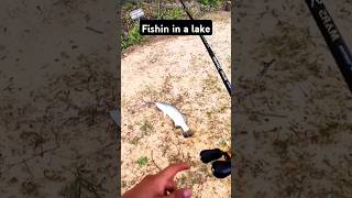 Fishing in a lake fishinglife fishtank fisherman fishvideo river aquarium catfish fishing [upl. by Ynnaf]