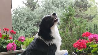 Border Collie barking at rain 2 [upl. by Esli]