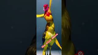 Bird danceshortmovie shortvideo newsonganddancegirl duet shortmovie [upl. by Ihc]